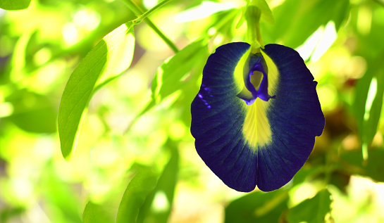 A beautiful Clitoria flower with green backgrounds. clitoria ternatea, commonly known as asian pigeonwings.