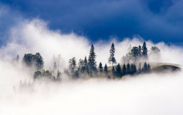 istock forest in the sky with clouds in nature 1173502292