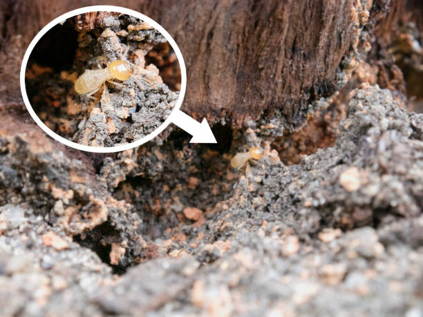 wood termites enlarge, zoom with magnifying glass stock photo