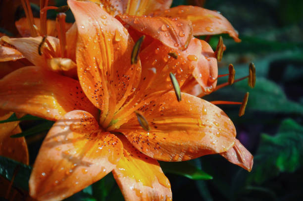 istock Orange lilly in the garden 1173505156