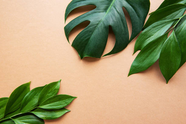 istock Tropical leaves and monstera leaf 1173506536