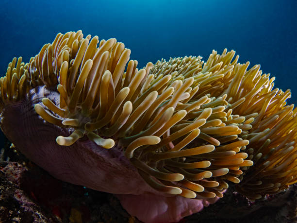 istock Magnificent Sea Anemone, Prachtanemone (Heteractis magnifica) 1173507358