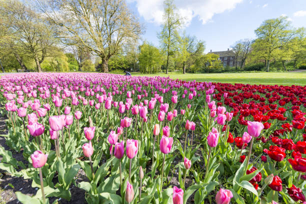 istock Tulips meadow in Rotterdam Park, The Netherlands 1173507887