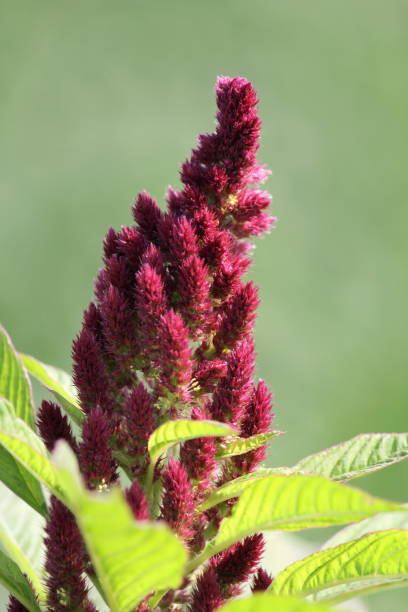 amaranthus cruentus, rajgira ou planta vermelha do amaranto - amaranthus cruentus - fotografias e filmes do acervo