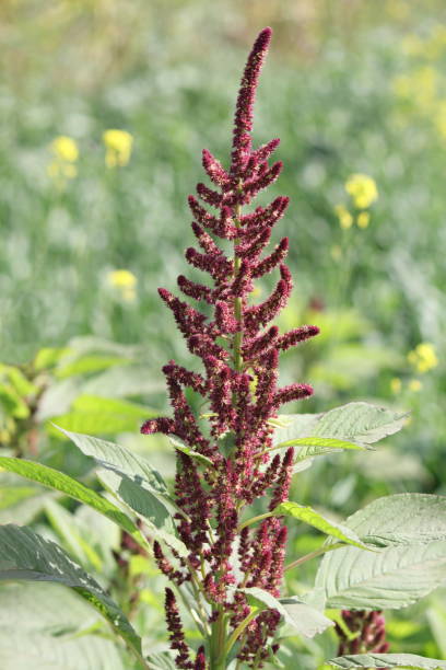 amaranthus cruentus, rajgira ou plante rouge d'amaranth - amaranthus cruentus photos et images de collection