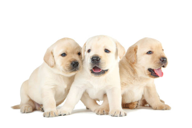 istock Labrador puppies isolated on white background 1173509036