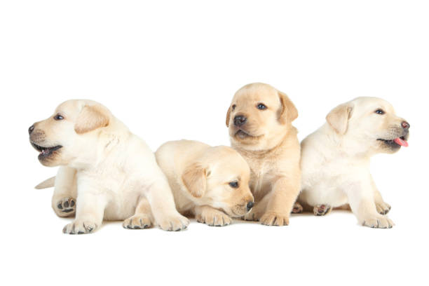 istock Labrador puppies isolated on white background 1173509045