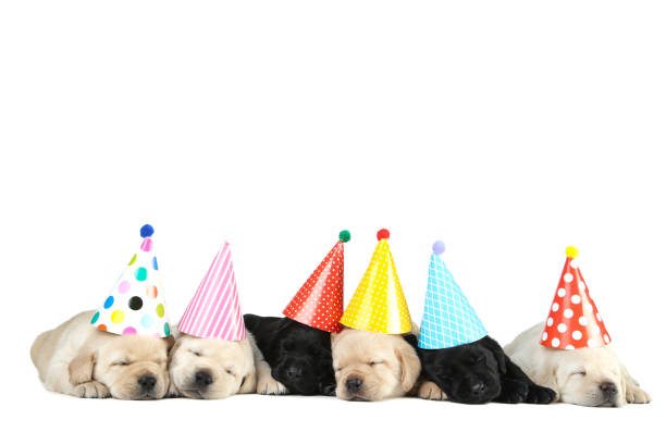 Labrador puppies in birthday caps isolated on white background stock photo