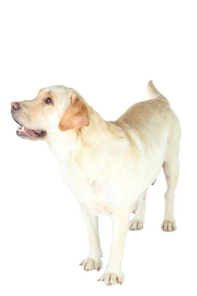 istock Labrador dog isolated on white background 1173509152