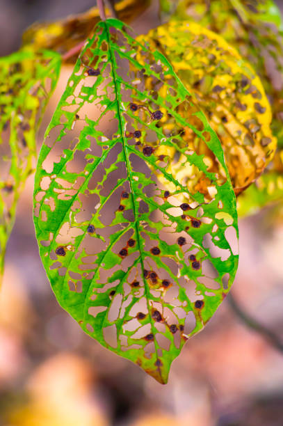 istock Leaves of a tree eaten by insects. 1173510300