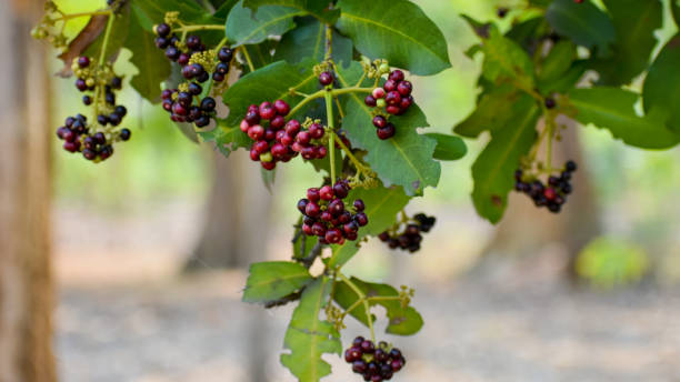 Allspice (Pimenta officinalis) fruits Ripe fruits of Allspice, also called pimento, Jamaica pimento, Jamaica pepper, pimenta, or myrtle pepper allspice stock pictures, royalty-free photos & images