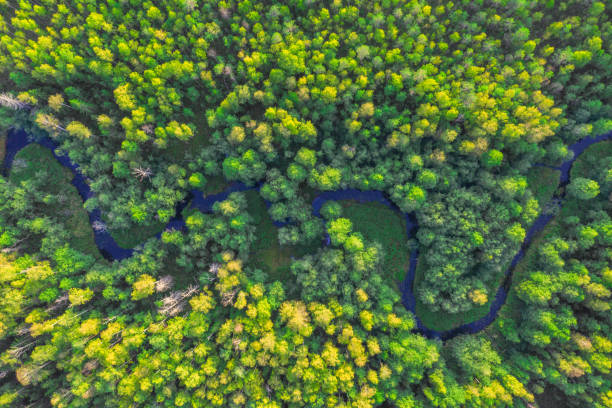 istock Little River In Forest At Sunset Time. Aerial view. 1173511059