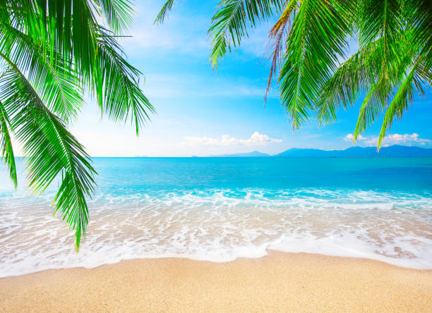 istock tropical beach with coconut palm 1173511099