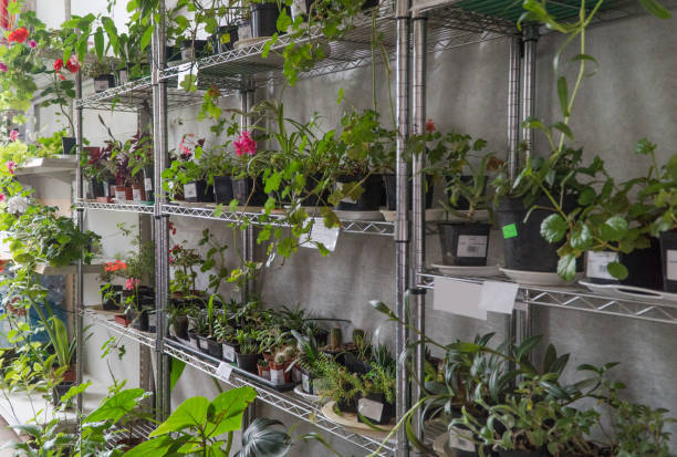 istock potted flowers on the shelf 1173511200