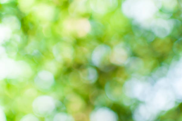 istock Abstract nature green bokeh from tree background 1173511547