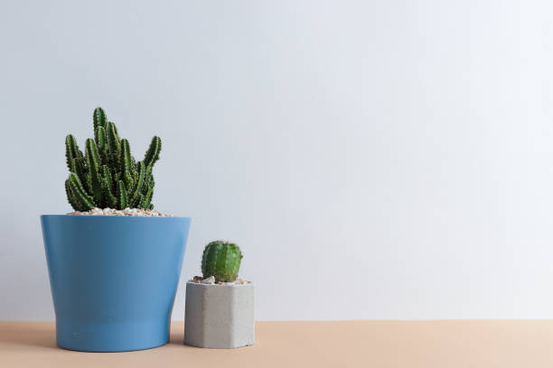 istock set of various cactus plants in pots. Cactus plant in different pot and view on  table during gardening nursery cactus with space for you brand or logo 1173512920
