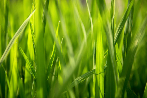 istock Rice on field. Green leaves background 1173513769