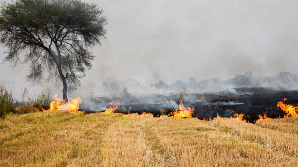 Stubble burning Stubble burning: setting of fire in the field intentionally after crop harvesting. field stubble stock pictures, royalty-free photos & images