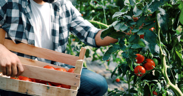 istock Male farmer picking fresh tomatoes from his hothouse garden 1173513899