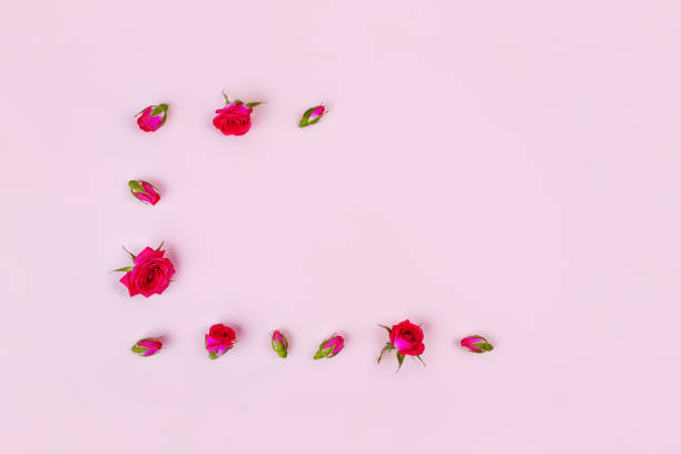 istock Beautiful roses on pink background, top view. 1173514115