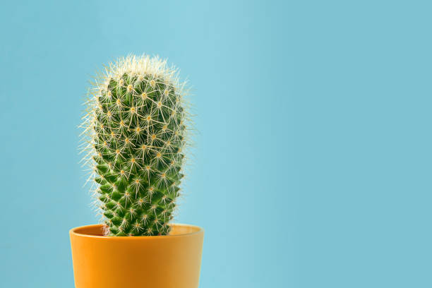 istock Cactus on blue background. Succulent in pot. 1173514852