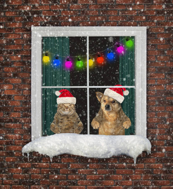 istock Cat with dog look through the window 1173515269