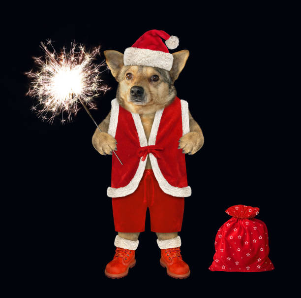 istock Dog holds a sparkler 1173515275