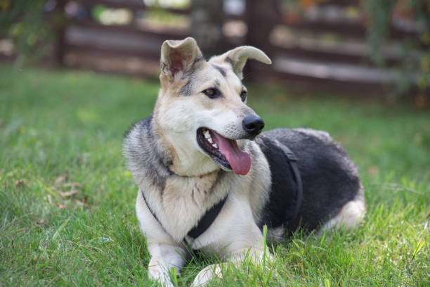 istock Cute mongrel from the dog shelter is lying on a green grass. 1173516352