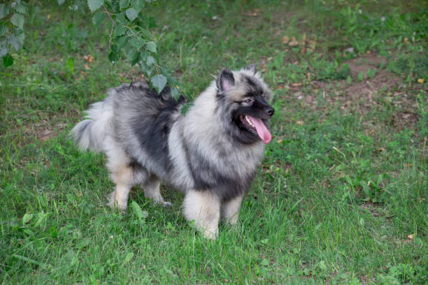 istock Deutscher wolfspitz is standing on a green meadow. Keeshond or german spitz. Pet animals. 1173516512