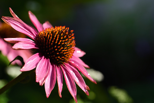 Closeup of a blooming red sun hat (Echinacea) with water drops in the summer in backlight