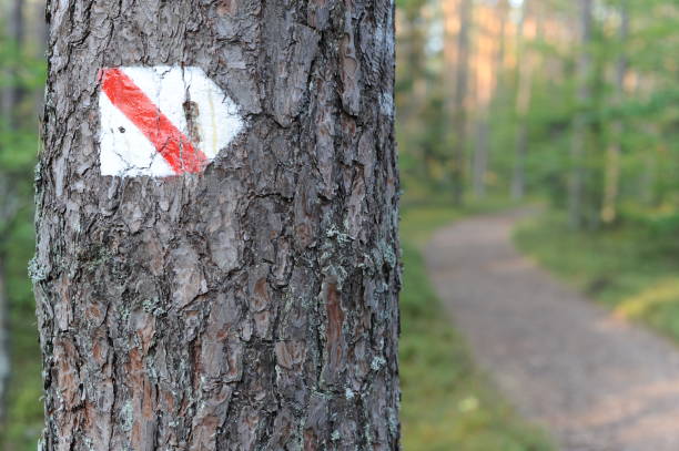 istock Walking trail marks and signs on trees showing direction for hikers in forest 1173517619