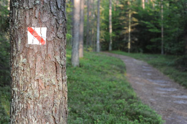 istock Walking trail marks and signs on trees showing direction for hikers in forest 1173517641