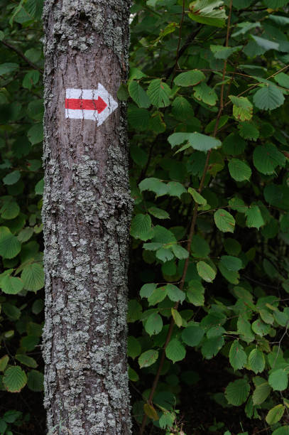 istock Walking trail marks and signs on trees showing direction for hikers in forest 1173517643