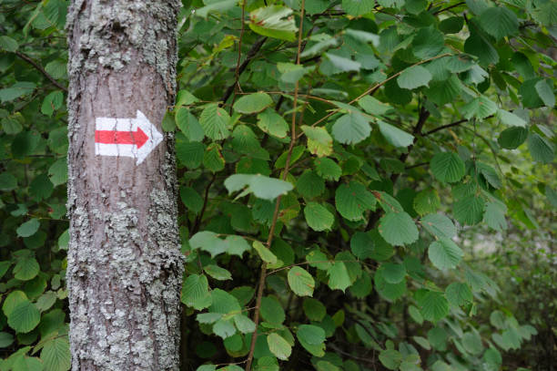 istock Walking trail marks and signs on trees showing direction for hikers in forest 1173517647