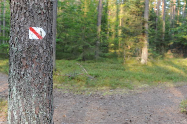 istock Walking trail marks and signs on trees showing direction for hikers in forest 1173517670