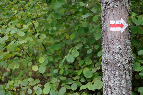 istock Walking trail marks and signs on trees showing direction for hikers in forest 1173517677