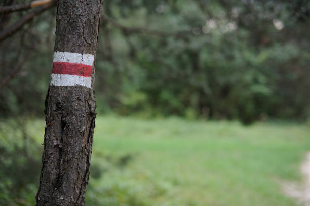 istock Walking trail marks and signs on trees showing direction for hikers in forest 1173517680