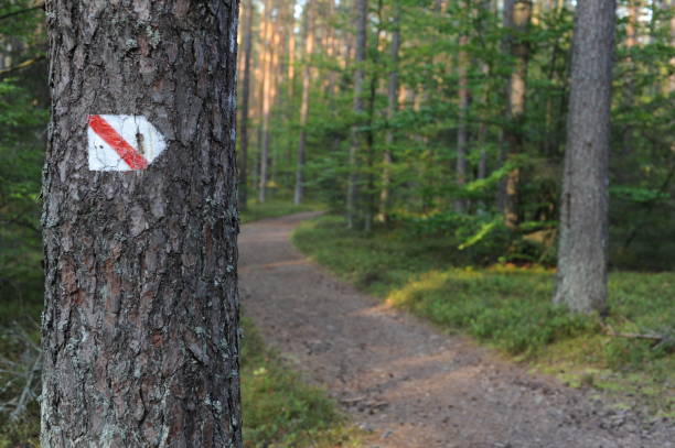 istock Walking trail marks and signs on trees showing direction for hikers in forest 1173518206