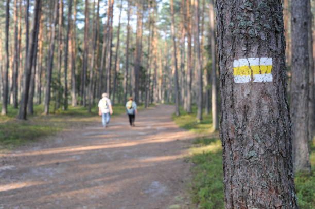istock Walking trail marks and signs on trees showing direction for hikers in forest 1173518209
