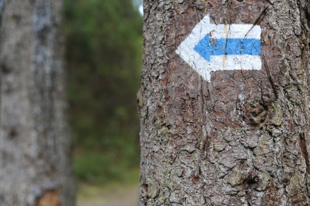istock Walking trail marks and signs on trees showing direction for hikers in forest 1173518214