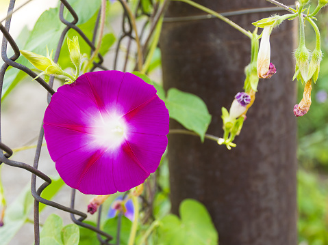 Beautiful curly purple flower. Green vine on a fence in the garden. Ornamental plant for the garden.