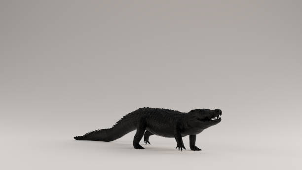 istock Black Crocodile 3 Quarter Right View 1173519415