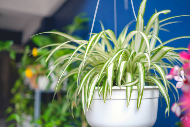 chlorophytum comosum, planta de araña en olla / cesta colgante blanca, plantas purificadoras de aire para el hogar, planta interior - barrera de cinta fotografías e imágenes de stock