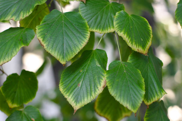 istock branch with leaves in early autumn 1173520788