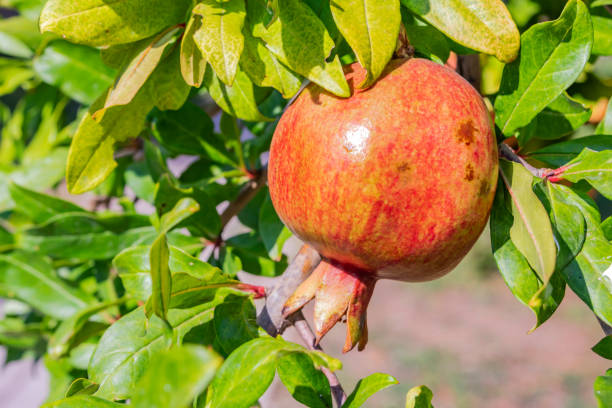 istock close up pomegranates on tree banches in green nature. 1173522303