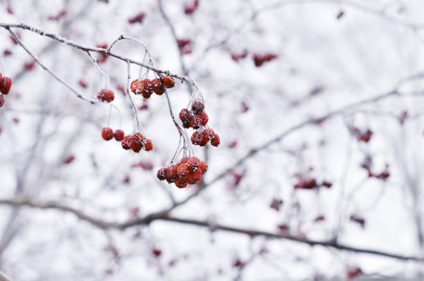 Red bunches of rowan covered with snow.