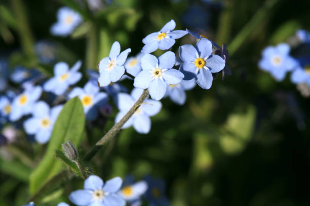 istock A field of forget-me-not 1173525073