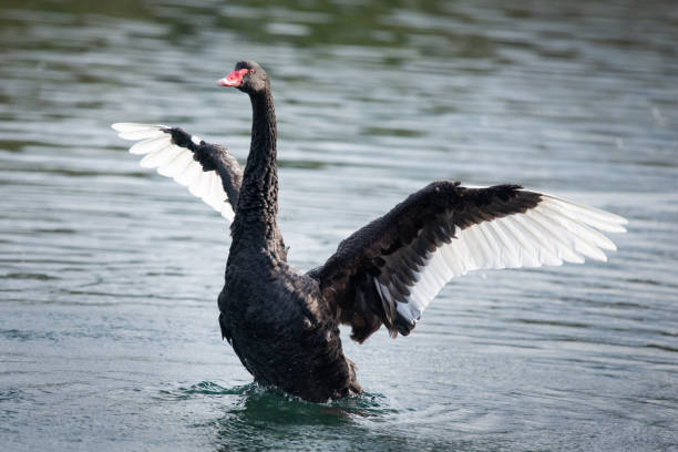 schwarzer schwan mit flügeln wild offen im western spring park in auckland - black swan stock-fotos und bilder