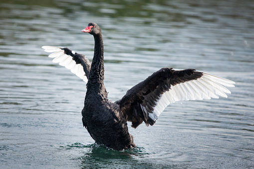 Black swan with wings wild open in Western Spring park in Auckland