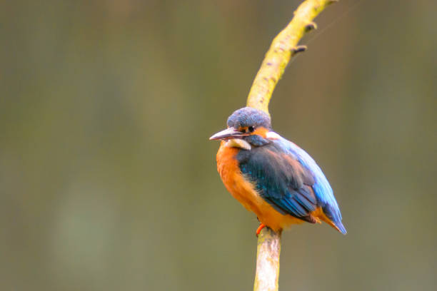 istock Common Kingfisher female (Alcedo atthis) sitting on a stick overlooking a small pond. 1173525918